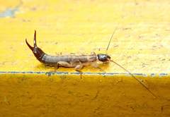 Cranopygia