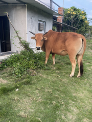 Bos