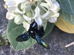 Xylocopa tenuiscapa