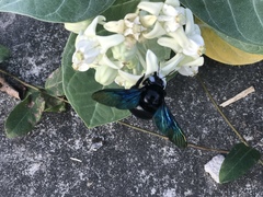 Xylocopa tenuiscapa