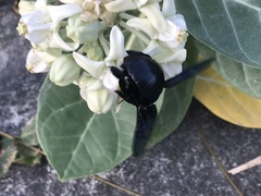 Xylocopa tenuiscapa