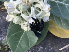 Xylocopa tenuiscapa
