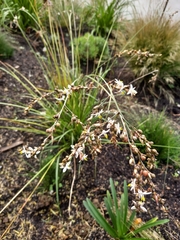 Chlorophytum saundersiae
