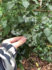 Canthium spinosum