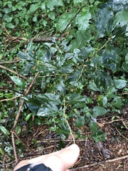 Canthium spinosum