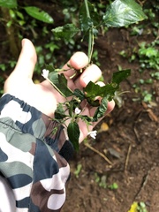 Rhinacanthus gracilis