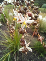 Chlorophytum saundersiae