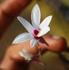 Dendrobium barbatulum