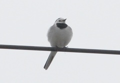Motacilla alba baicalensis