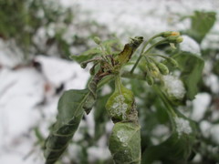 Solanum nigrum