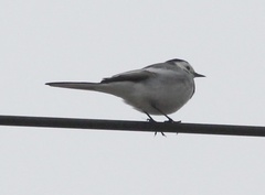 Motacilla alba baicalensis