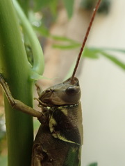 Coryacris angustipennis