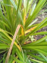 Chlorophytum saundersiae