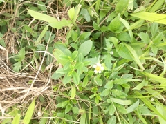 Angiospermae