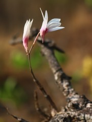 Dendrobium barbatulum