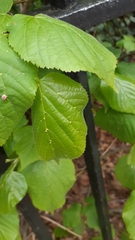 Eriophyes exilis