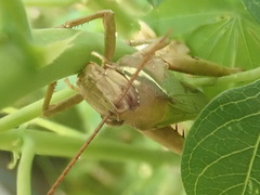 Coryacris angustipennis