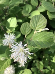 Fothergilla gardenii