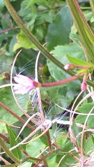 Epilobium tetragonum