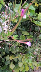 Epilobium tetragonum