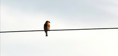 Carduelis carduelis britannica
