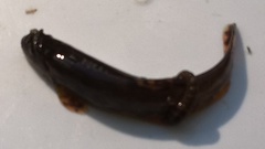 Barbatula barbatula