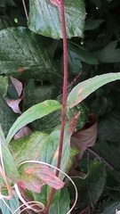 Epilobium tetragonum