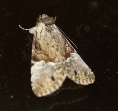 Alophosoma emmelopis