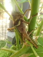 Coryacris angustipennis