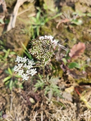 Cnidium monnieri