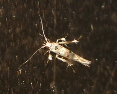 Pyroderces