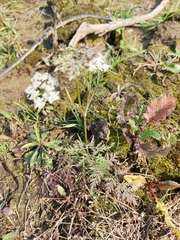 Cnidium monnieri