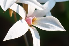 Dendrobium barbatulum