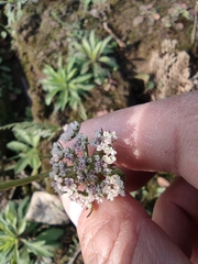 Cnidium monnieri