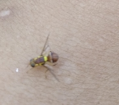 Bactrocera