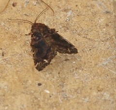 Callopistria rivularis