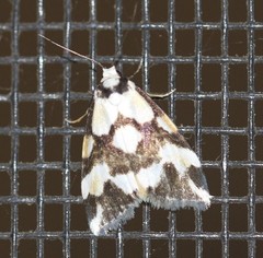 Thallarcha staurocola