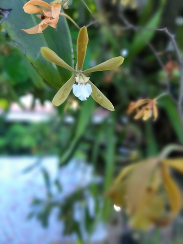 Encyclia stellata, photograph 2