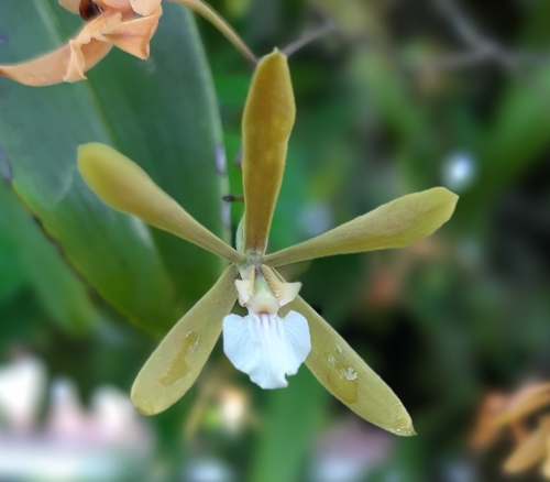 Encyclia stellata, photograph 3