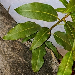 Ficus concinna