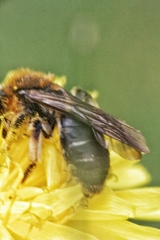 Andrena lagopus