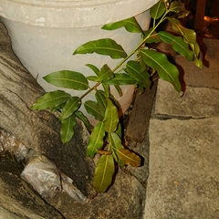 Ficus concinna