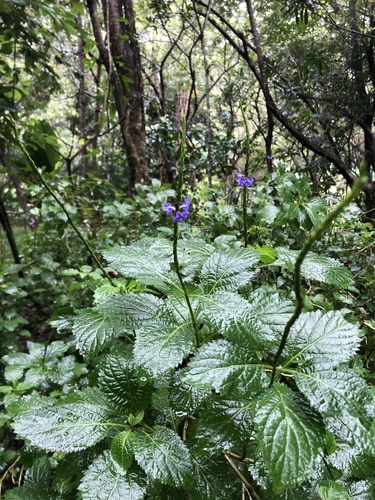 Stachytarpheta urticifolia