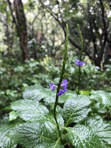 Stachytarpheta urticifolia