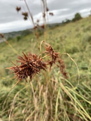 Cymbopogon nardus