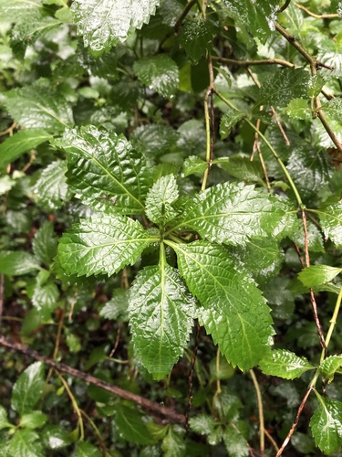 Stachytarpheta urticifolia