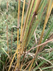 Cymbopogon nardus