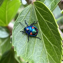 Tectocoris diophthalmus