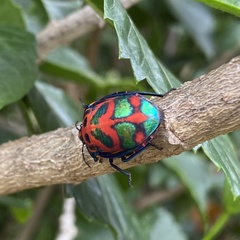 Tectocoris diophthalmus