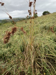 Cymbopogon nardus